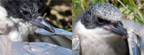 개미목욕하다 개미 먹는 물까치 성조(왼쪽)와 유조(오른쪽) [한국조류학회지 논문 캡처. 재판매 및 DB 금지]