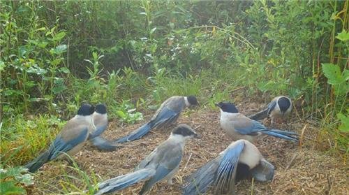 단체로 개미목욕하는 물까치 가족 [한국조류학회지 논문 캡처. 재판매 및 DB 금지]