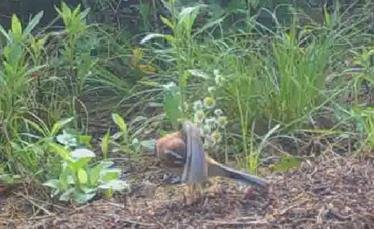 개미목욕하는 멧새 [한국조류학회지 논문 캡처. 재판매 및 DB 금지]