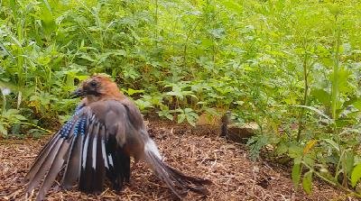 개미목욕하는 어치 [한국조류학회지 논문 캡처. 재판매 및 DB 금지]