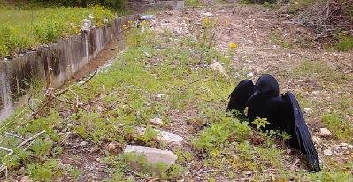 개미목욕하는 큰부리까마귀 [한국조류학회지 논문 캡처. 재판매 및 DB 금지]