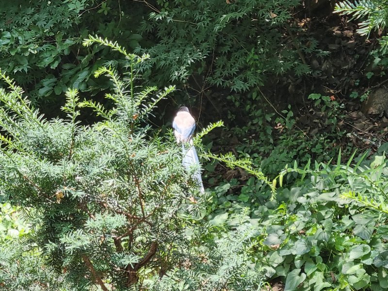 [서울=뉴시스] 서울 관악구 서울대학교 인문대 옆 숲에 물까치가 지나다니는 학생들을 공격하는 일이 발생하고 있다. 사진은 지난 10일 오후 12시30분께 물까치가 인문대 옆 숲 나무에 앉아 있는 모습. 2023.07.10 lighton@newsis.com