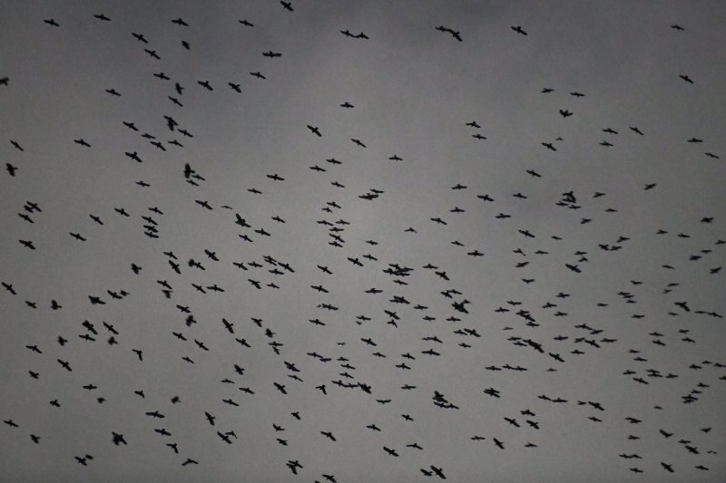 [수원=뉴시스] 까마귀떼로 인해 피해를 호소하는 이들이 많다. 사진은 지난 2020년 2월13일 경기 수원시내 출몰한 떼까마귀. (사진=수원시 제공) 2020.02.13. photo@newsis.com *재판매 및 DB 금지