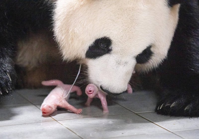 에버랜드가 지난 7일 자이언트 판다 아이바오와 러바오 사이에서 쌍둥이 판다 암컷 2마리가 태어났다고 11일 밝혔다. 아기 판다 자매의 몸무게는 각각 180g, 140g이다. 왼쪽부터 첫째와 둘째. 에버랜드 제공