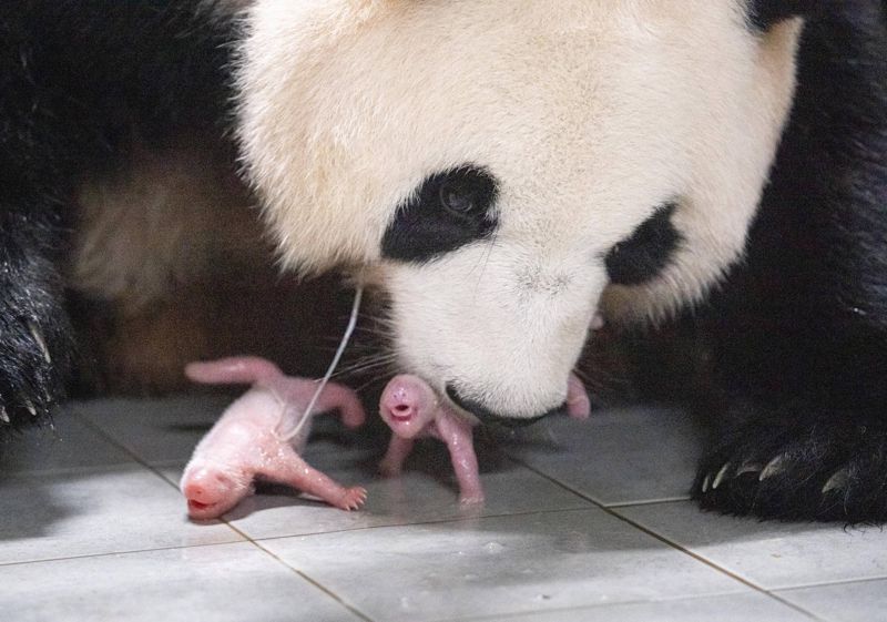 출산 직후 엄마 아이바오와 쌍둥이 아기 판다(왼쪽부터 첫째, 둘째) / 에버랜드 제공