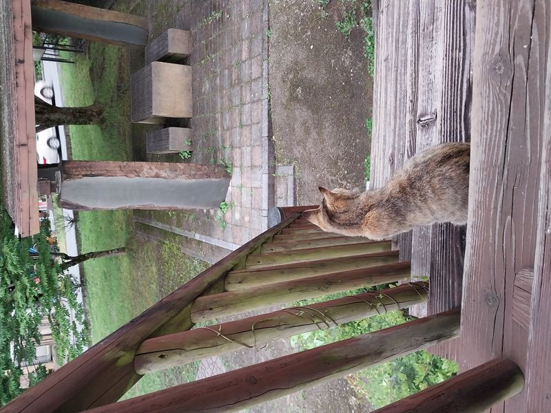 텐류하시 공원에서 우연히 만난 고양이. 사진=이환주 기자