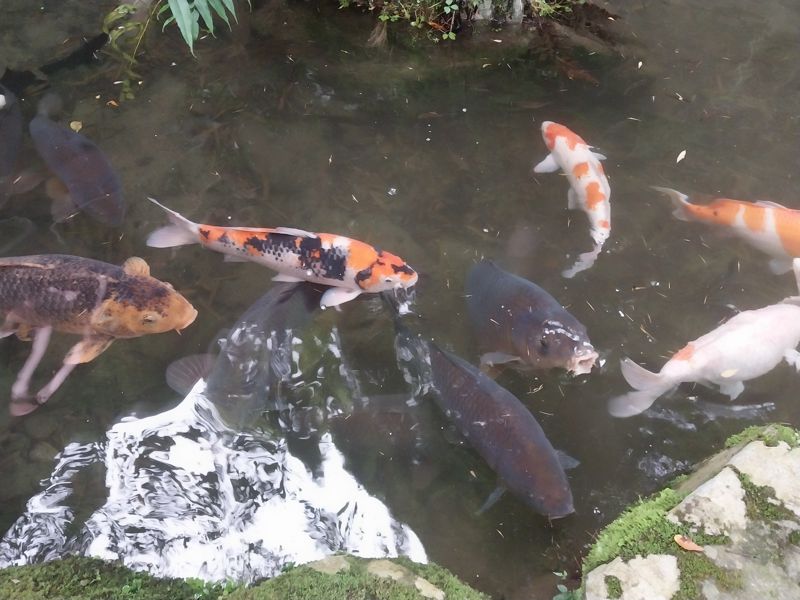 공원 내부에 있는 연못에는 어른 종아리 만한 대형 잉어, 철갑상어 등이 살고 있다. /사진=이환주 기자