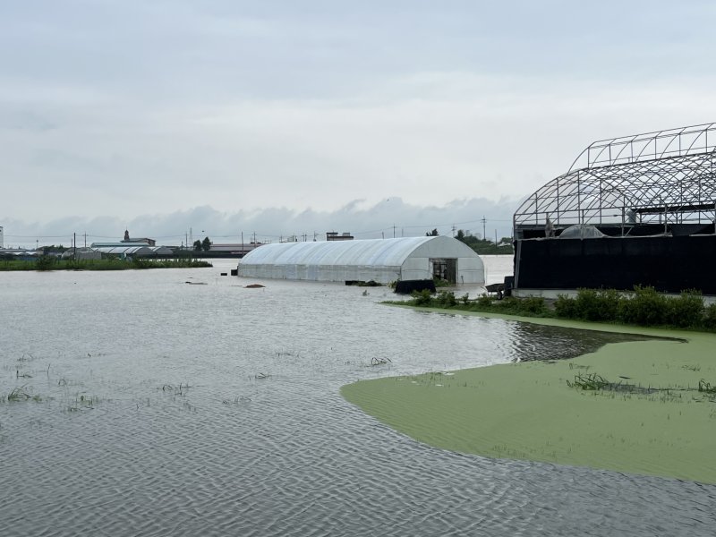 천안시 동면 장소리 일부 논과 하우스가 집중호우로 물에 잠겼다. (천안시청 제공)