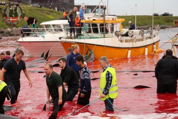 78마리 고래 도살에 피바다... 문화 존중 논란