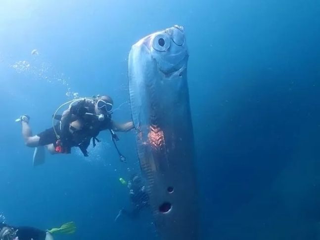 고래도 아닌데 길이가 11m, 괴물 물고기 정체