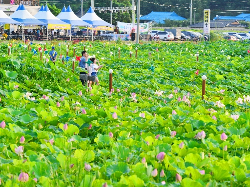 피서철 강릉 곳곳서 연꽃축제·맨발걷기 등 다양한 행사 개최