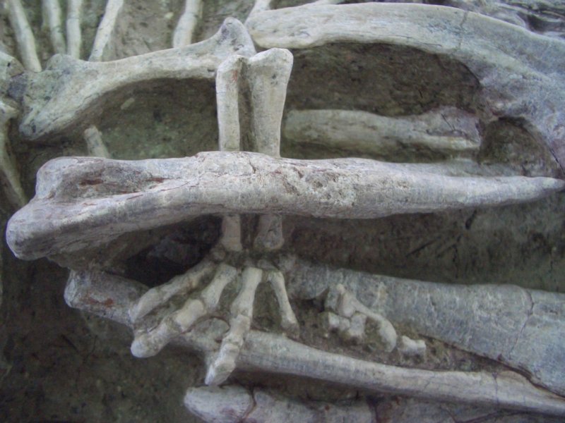 포유동물 왼쪽 뒷발이 공룡 왼쪽 정강이를 잡고 있는 모습 [Gang Han 제공. 재판매 및 DB 금지]