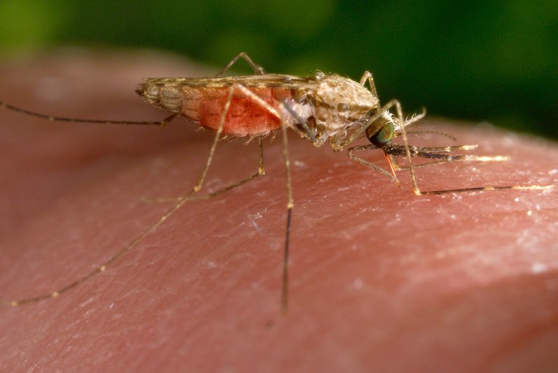 지구 온난화로 여름이 길어지면서 불청객 모기의 활동 기간도 길어졌다. 특히 올해는 모기가 급증하는 장마철이 예년보다 길어 모기에 물리기 쉬운 아이들은 각별히 주의해야 한다. 미국 질병통제예방센터(CDC)가 배포한 말라리아 모기의 2014년 흡혈장면 사진. 미국 플로리다주와 텍사스주에서는 최근 20년만에 말라리아에 걸린 환자가 5명이 발생해 CDC가 6월 26일 주의보를 발령했다. 뉴시스