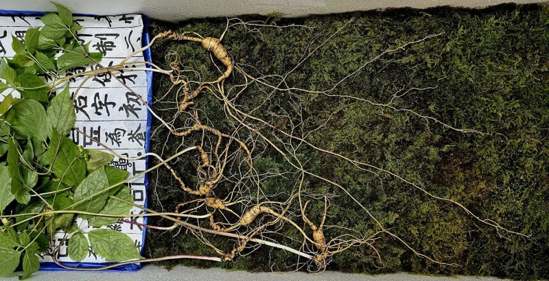 전북 남원 지리산 자락서 발견된 산삼 10뿌리가 감정가 1억5000만원으로 산정됐다. 한국전통심마니협회 제공