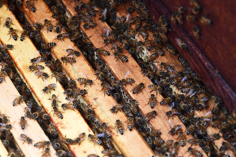 벌통 주위로 꿀벌들이 분주히 움직이고 있다. 뉴시스 제공.
