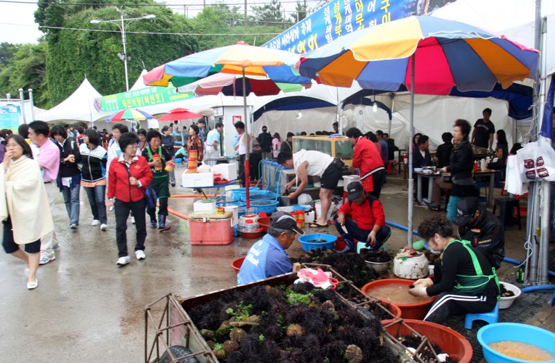 "성게 맛보러 오세요".. 고성군, 21일부터 성게 축제 개최