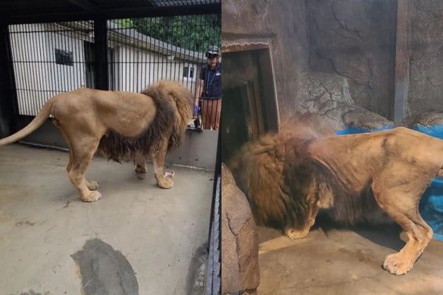 '바람이'가 '갈비뼈 사자'로 불렸을 때의 모습(오른쪽)과 청주동물원으로 옮긴 지 2주 지난 현재의 모습. 사진=청주동물원 인스타그램