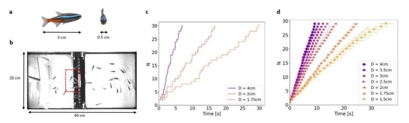 열대어 네온테트라 대피 실험 및 결과 그래프 a는 실험에 사용된 네온테트라 크기. b는 실제 실험 사진. c와 d는 구멍 지름(D) 및 시간에 따라 대피한 개체 수 등을 보여주는 실험 결과. [Scientific Reports 논문 캡처. 재판매 및 DB 금지]