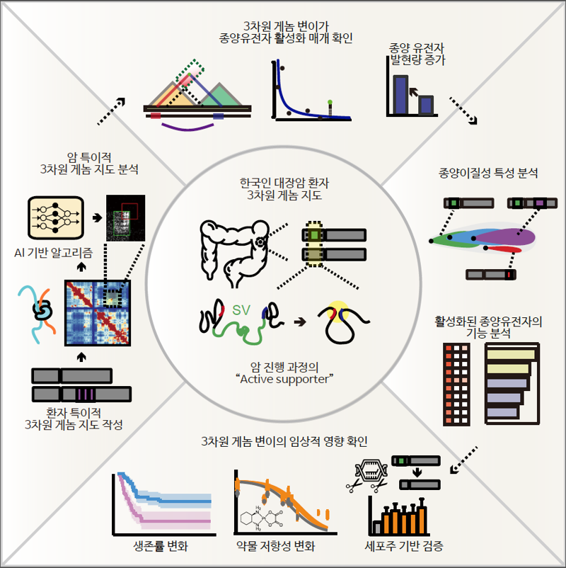 세계 최초 대장암 3차원 게놈 지도 완성