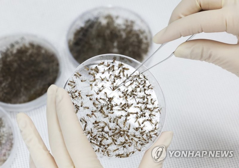 모기 분류 작업 이른 더위에 일찍 찾아온 모기 (수원=연합뉴스) 홍기원 기자 = 1∼4월 국내 말라리아 환자가 40명을 넘어서고 일본뇌염 주의보가 작년보다 19일 빠른 지난 3월 23일 발령되는 등 때 이른 더위에 모기 활동도 빨라지고 있는 18일 오후 경기도 수원시 권선구 경기도보건환경연구원에서 연구원이 모기 분류작업 시연을 하고 있다. 2023.5.18 xanadu@yna.co.kr (끝)