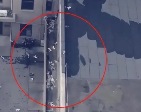 바닥에 널부러져 있는 고양이들 - 성도일보 갈무리