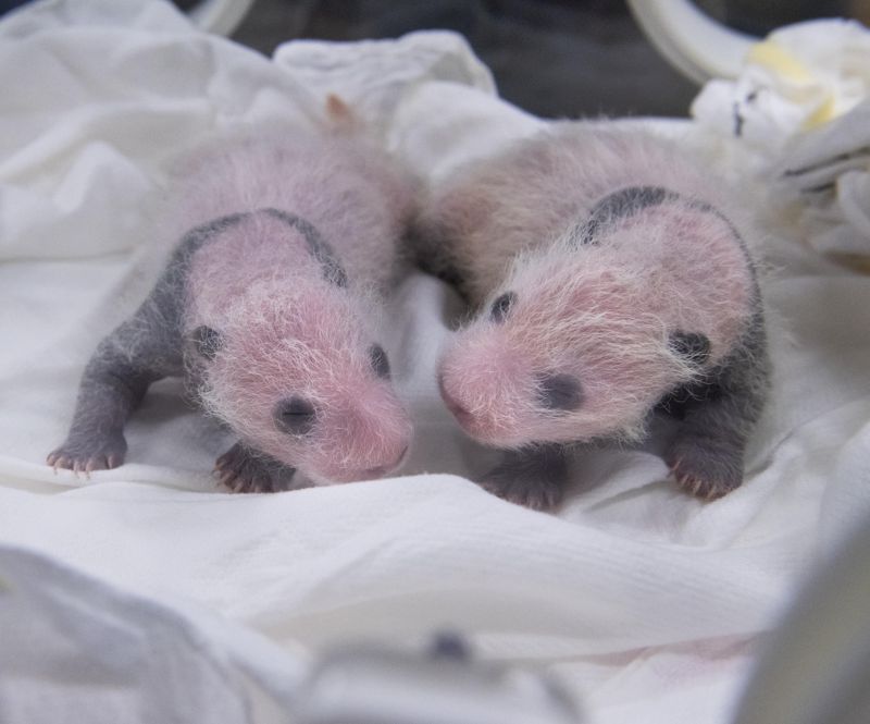 에버랜드, '다둥이 가족' 대상 할인 이벤트 진행