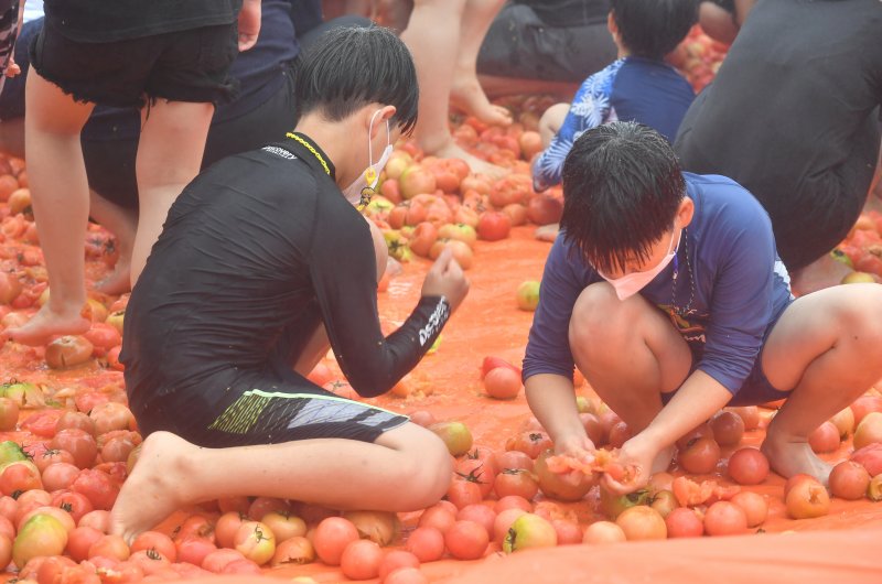 강원 화천토마토축제 황금반지를 찾아라 이벤트.(화천군 제공)