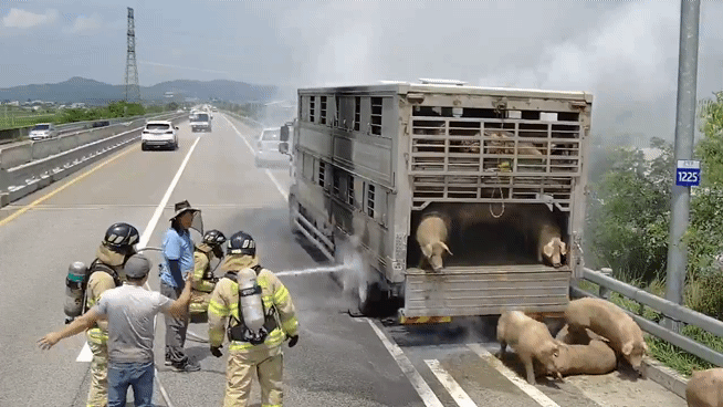 돼지 싣고 가던 트럭 화재.. 돼지들 혼비백산