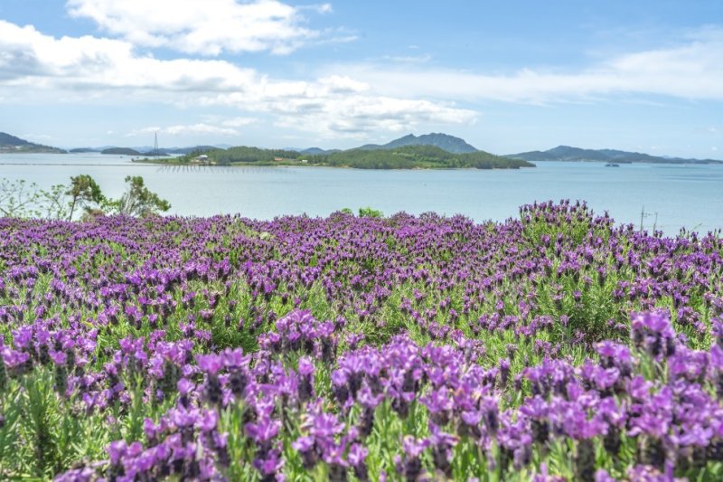 신안 퍼플섬 라벤더 (신안군 제공)/뉴스1