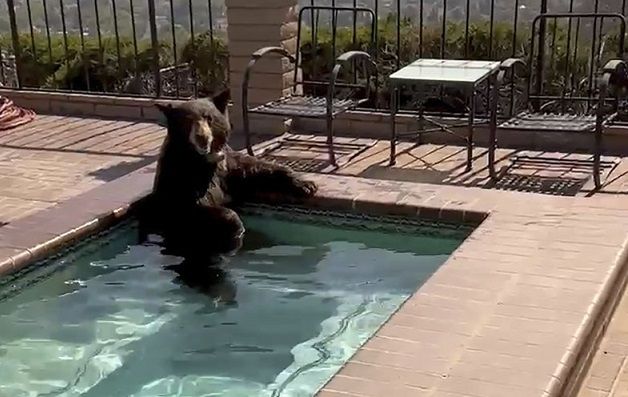 미국 캘리포니아주 버뱅크의 한 주택 야외 수영장에 28일 곰 1마리가 물 속에 앉아 더위를 식히고 있다. /사진=뉴시스