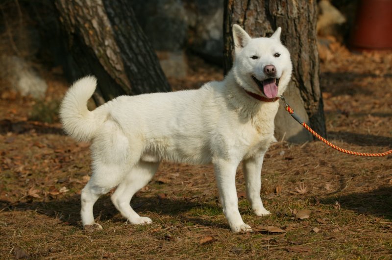 "둔기로 맞은 2살 진돗개 안와골절"…경찰, 동물학대 혐의로 추적 중
