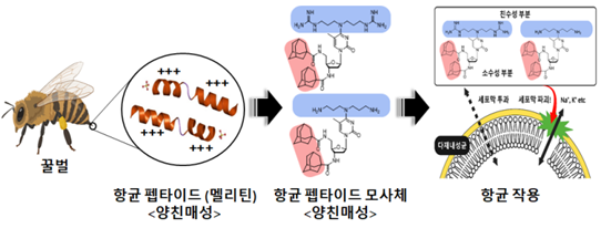 내성균을 치료하는 새 항생제 만들었다