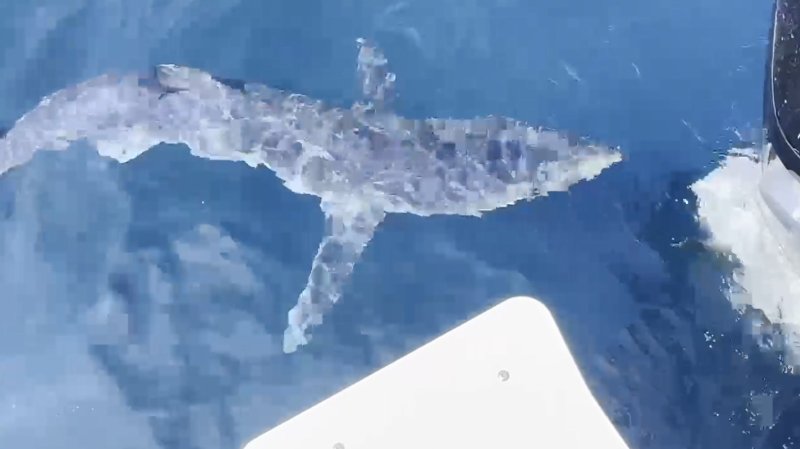 "상어가 낚싯줄 끊고.." 강릉항서 출몰하는 '청새리상어'의 위험성