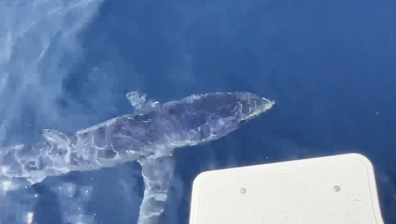 "상어가 낚싯줄 끊고.." 강릉항서 출몰하는 '청새리상어'의 위험성