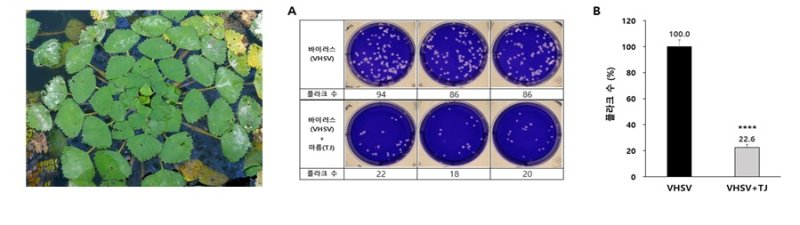 담수식물인 마름(左)과 바이러스 및 마름을 함께 처리했을 때의 플라크 형성 연구 결과(右)./뉴시스