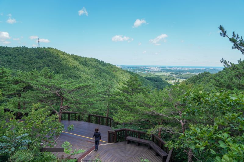 강릉 시내가 한눈에 내려다 보이는 강릉솔향수목원 / 한국관광공사 제공