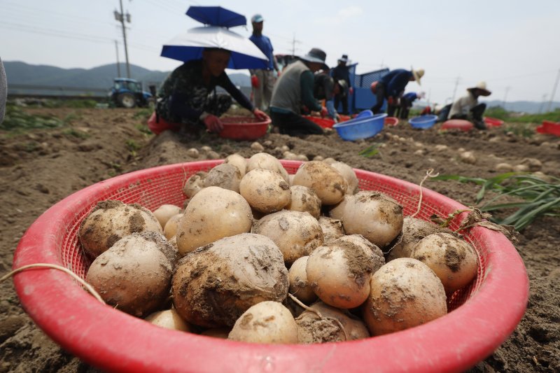 경북 고령군 개진면 한 감자밭에서 농민과 외국인 일꾼들이 구슬땀을 흘리며 부지런히 감자를 수확하고 있다. 2023.6.19/뉴스1 ⓒ News1 공정식 기자