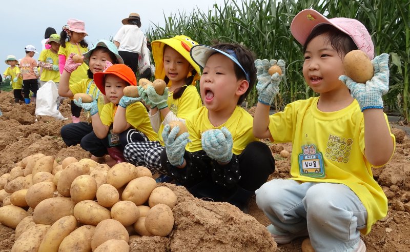 농촌진흥청 국립식량과학원에서 어린이들이 감자 캐기 체험을 하고 있다. (농촌진흥청 제공) 2023.6.20/뉴스1