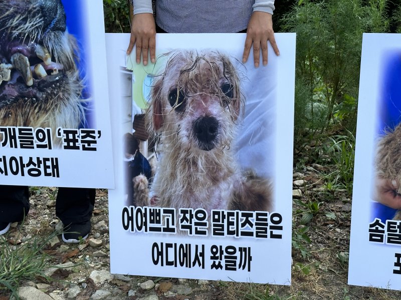 동물권행동 카라 등 시민단체들이 대전 유성구의 한 경매장 앞에서 반려 동물 경매장 폐쇄를 요구하며 최근 구조된 강아지 사진이 담긴 피켓을 들고 기자회견을 하고 있다. 사진=뉴시스