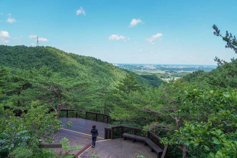 강릉 시내가 한눈에 내려다 보이는 강릉솔향수목원