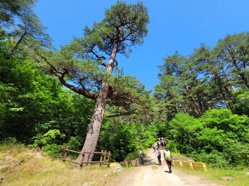 울진금강소나무숲길의 상징인 오백년소나무