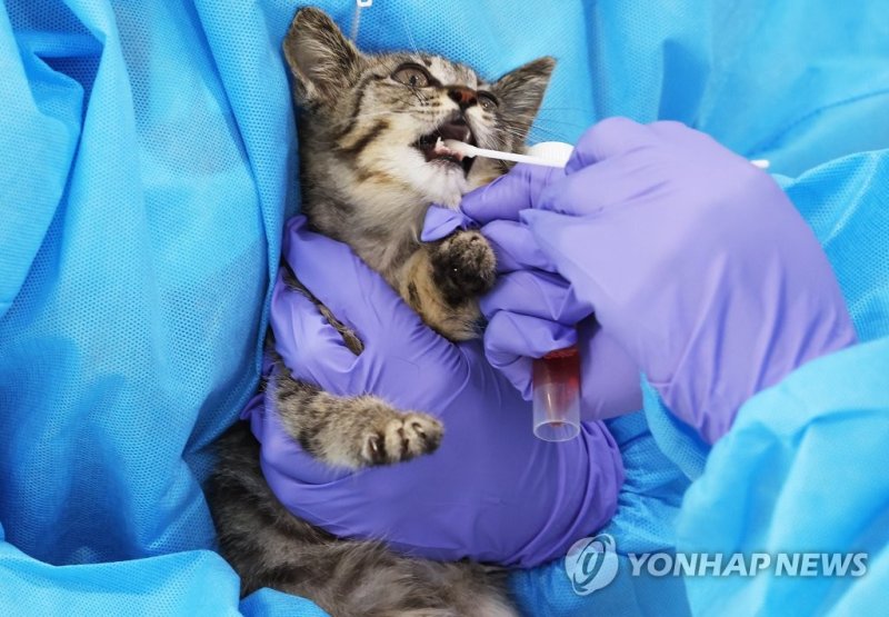 AI검출 고양이사료, 고병원성으로 최종 확인