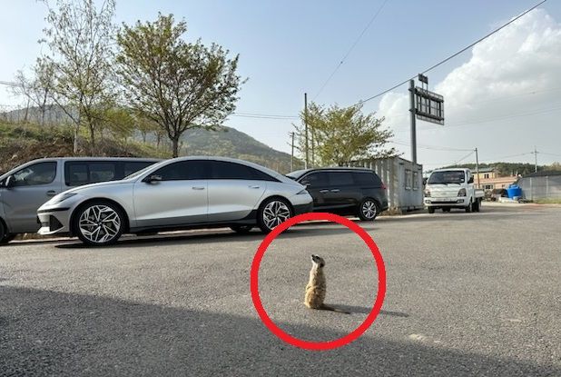 충남 예산에서 발견된 미어캣. /사진=연합뉴스