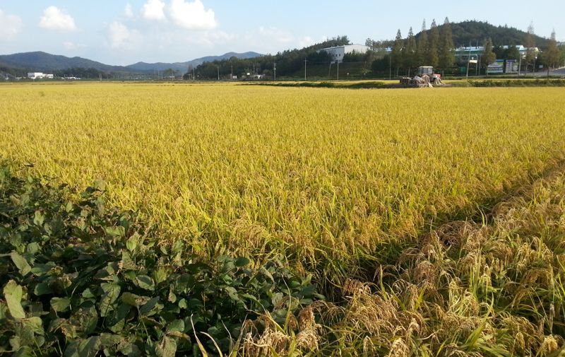 전남도, 벼 농작물 재해보험 가입률 79%...전국 1위