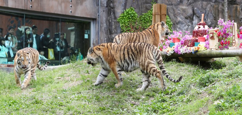 22일 경기 과천 서울대공원에서 시베리아 호랑이 삼둥이(해랑·파랑·사랑) 탄생 1주년 돌잔치 행사가 열리고 있다. (자료사진) ⓒ News1 민경석 기자