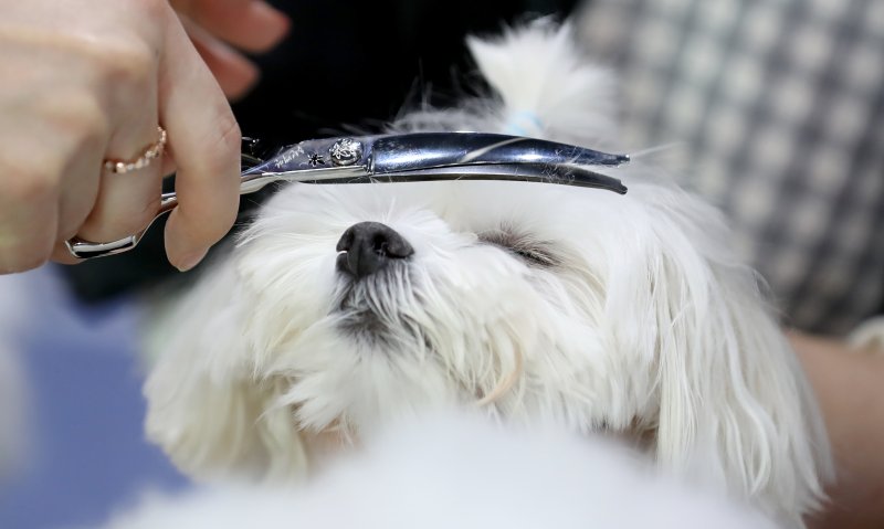 3일 서울 강남구 세텍 전시장에서 마이 펫 페어 행사장을 찾은 시민이 애견용 미용 가위 판매 부스에서 가위를 사용해 보고 있다. 사진은 기사내용과는 관계없음. 2023.2.3/뉴스1 ⓒ News1 장수영 기자