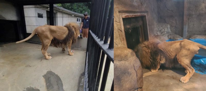 '갈비사자'가 쏘아올린 '동물권 논쟁'...부실 동물원 폐쇄가 답일까?[입장들어봤습니다]