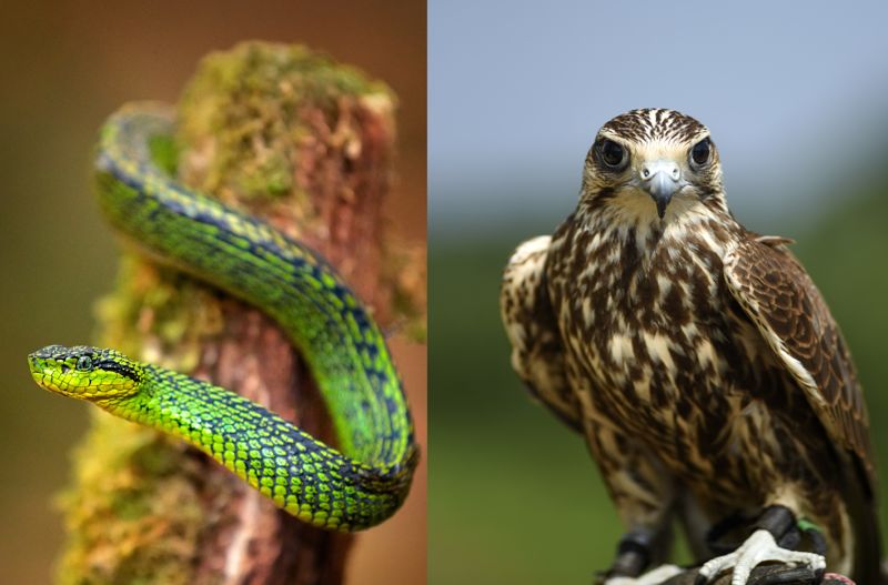 뱀과 독수리. 기사의 이해를 돕기 위한 자료사진 /게티이미지뱅크