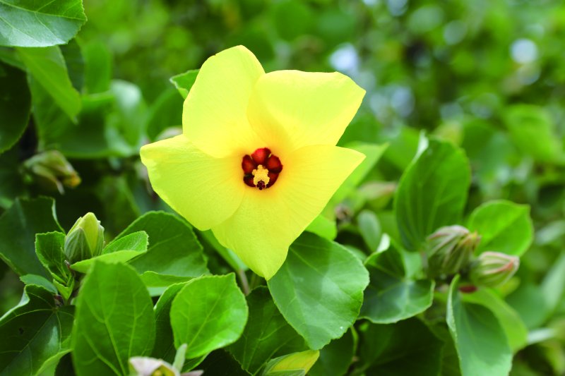 소안도의 노랑무궁화(소안면사무소 제공)/뉴스1