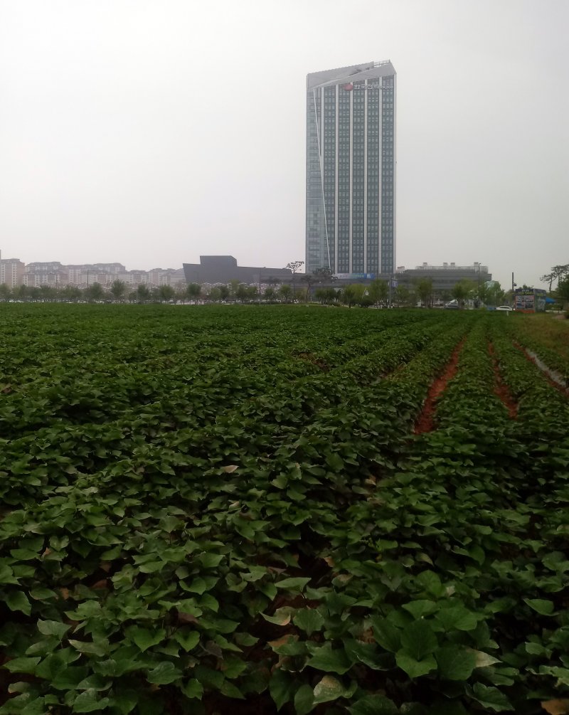 한때 고구마밭으로 변했던 나주 빛가람혁신도시 내 한국전력 정문 건너편의 4만여㎡ 산학연 클러스터부지./뉴스1 ⓒ News1